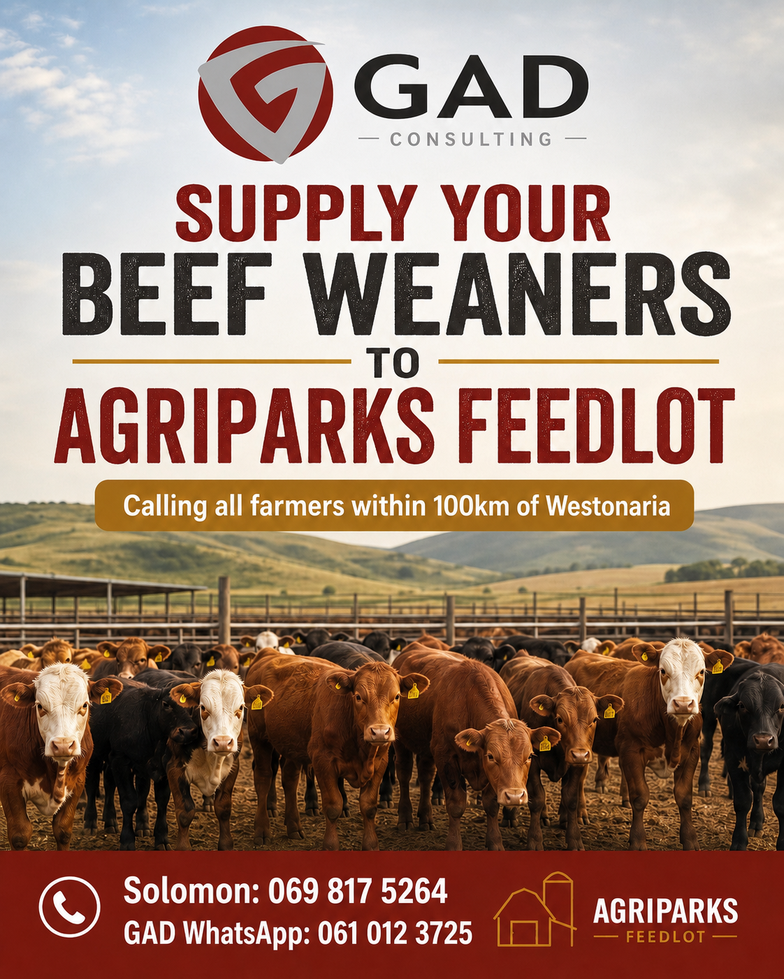 Supply your beef weaners to AgriParks Feedlot full poster